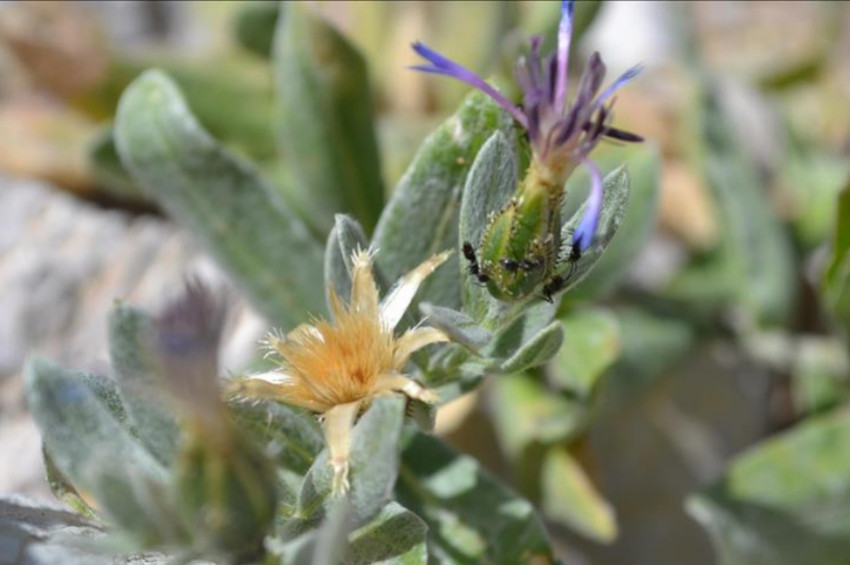 Peygamber çiçeğinin yeni türü bulundu