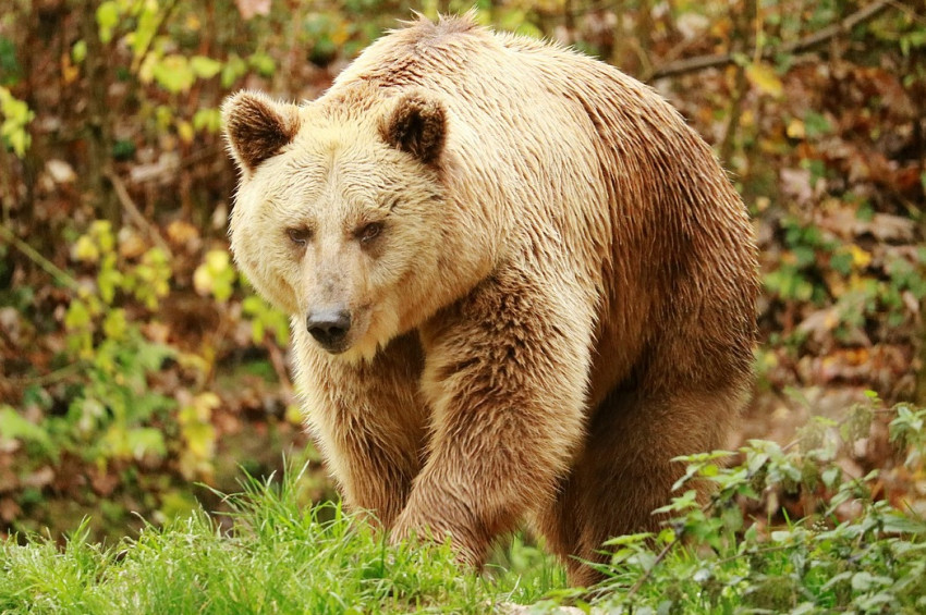 Bayburtta otomobil ayıya çarptı
