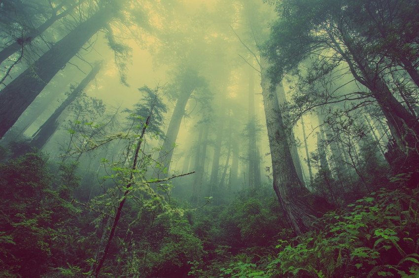 Akdeniz ormanlarını 4 ayrı tehlike tehdit ediyor