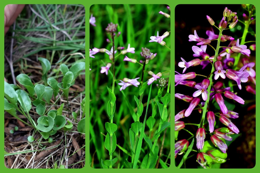 Hatayda yeni çiçek türü Nocceae ali-atahanii keşfedildi