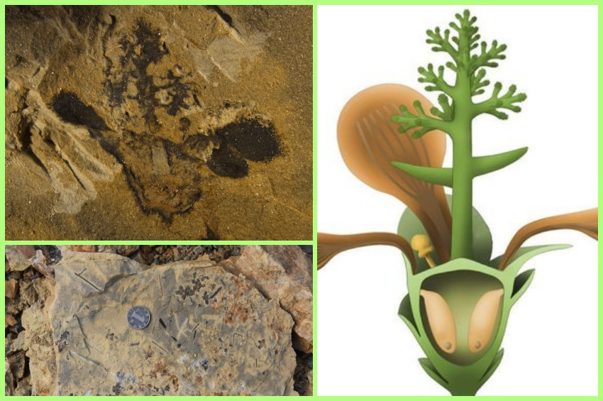 Dünyanın bilinen en eski çiçeği 174 milyon yaşında çıktı