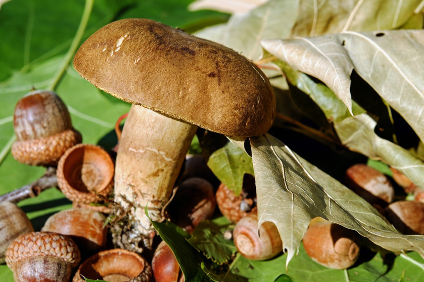 Mantar Zehirlenmesinde İlk Yardım