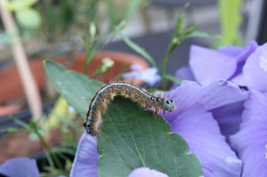 Açık yaralar kurt tedavisi ile kapanıyor