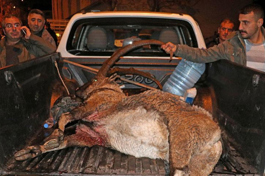Nesli teklikeli yaban keçisi avcıların kurbanı oldu