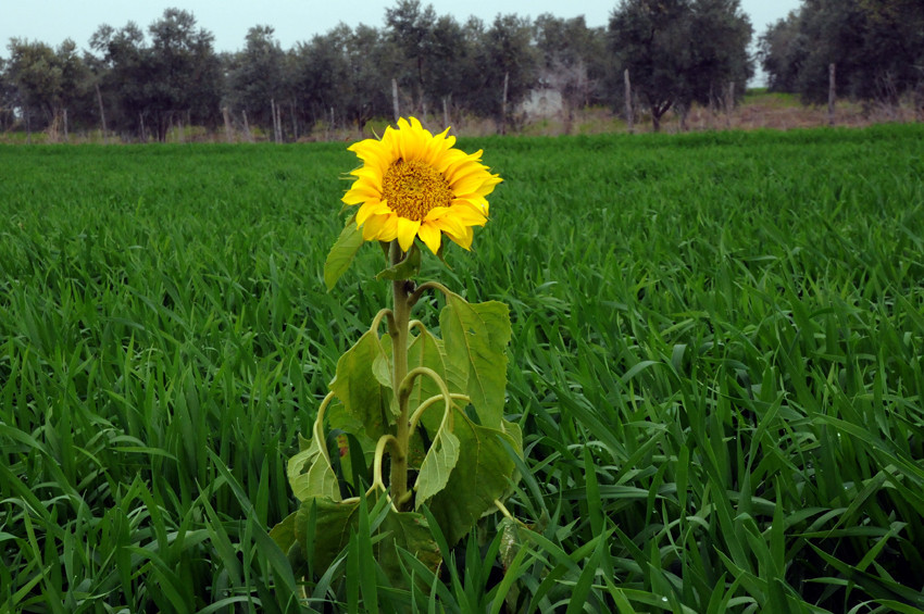 Ayçiçekleri çok erken açtı
