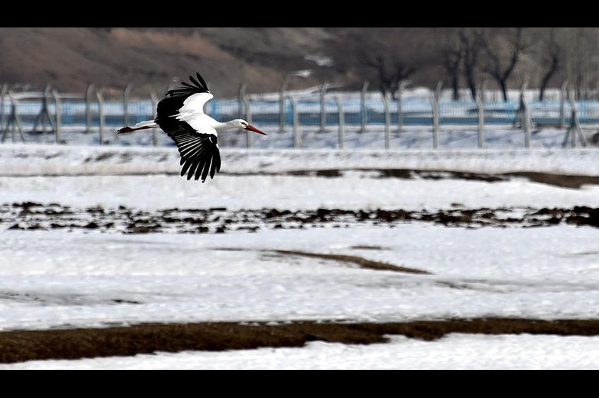Baharın habercisi leylekler erken geldi