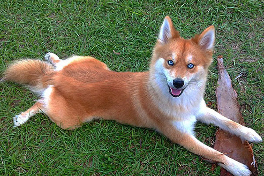 Padişah İkinci Abdülhamit’in polis köpeği