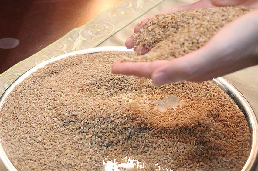 10 bin yıllık ıza buğdayına coğrafi işareti alınacak