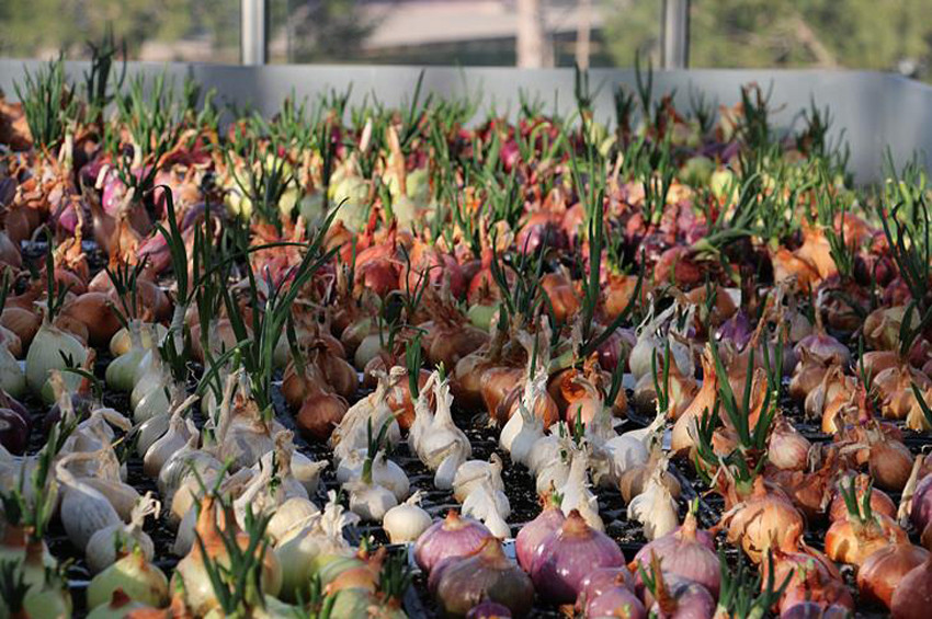 Pamukkale Üniversitesi, hibrit soğan üretti