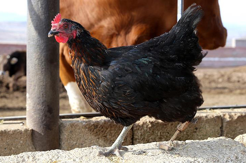 Bacağı kopan tavuğa protez taktı