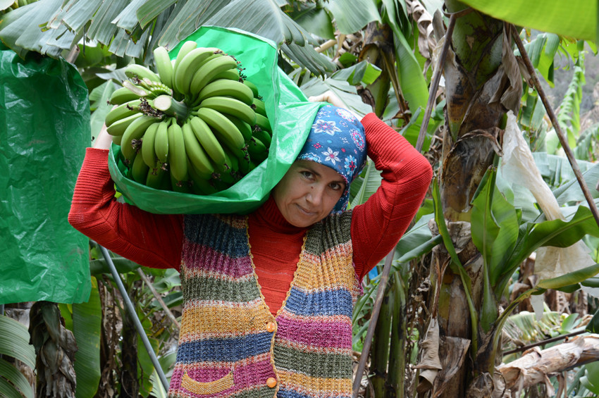 Yerli muzun kilo fiyatı 10 TLye çıktı