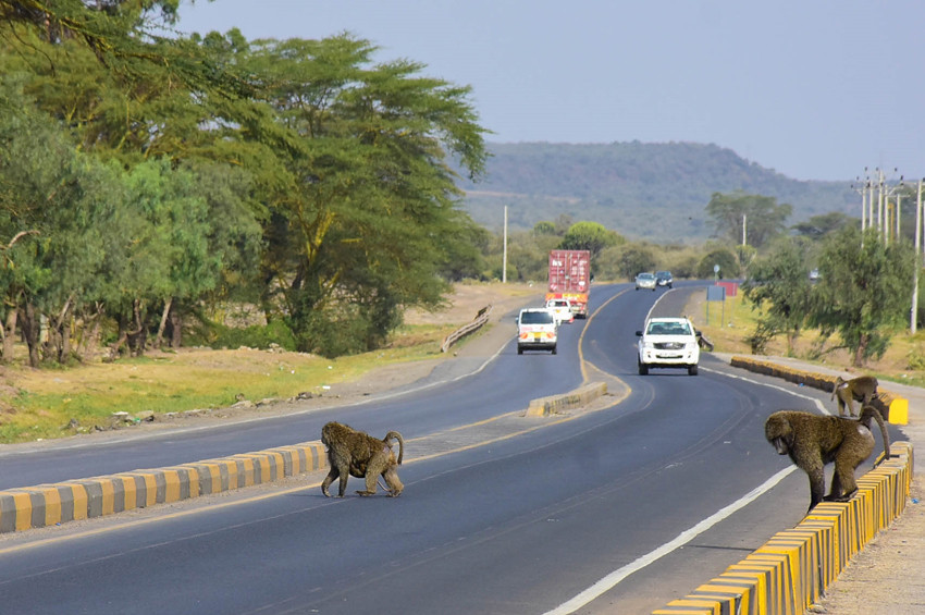 Babun maymunlarının trafik çilesi