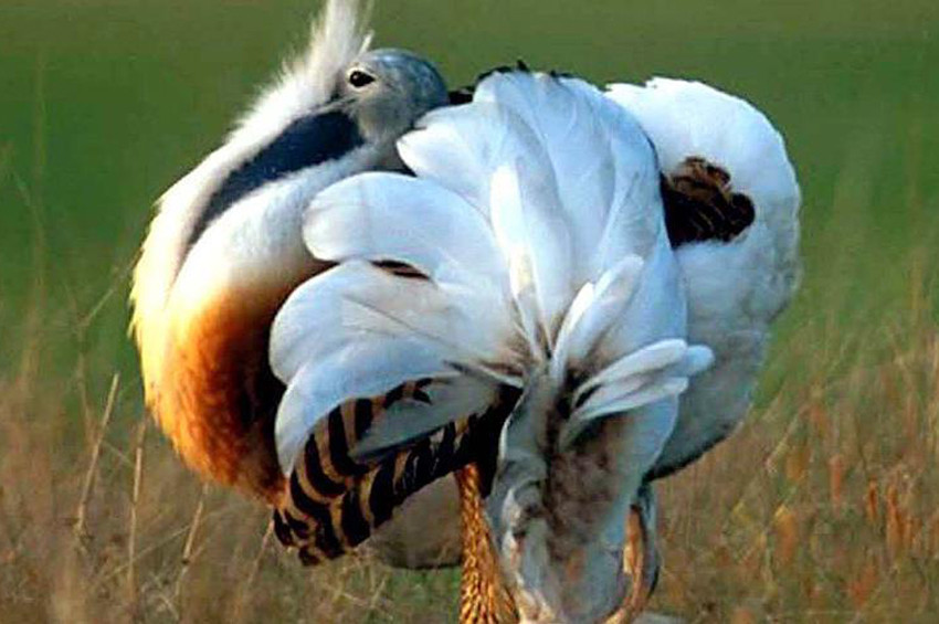 Toy kuşunun soyu korunmaya çalışılıyor