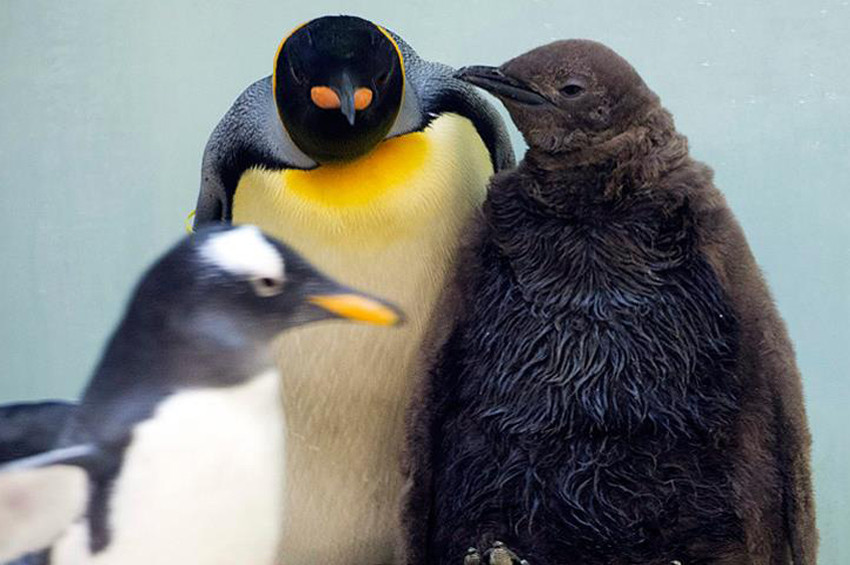 Kral penguenleri küresel ısınma kurbanı