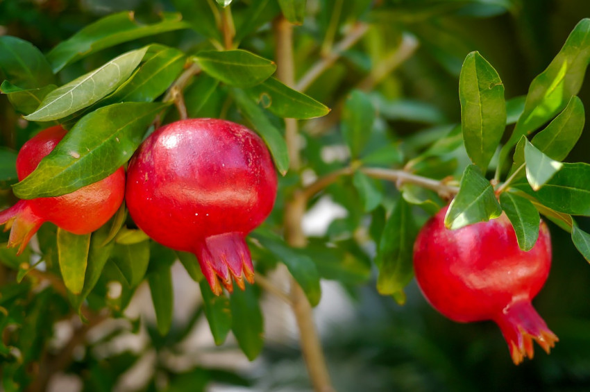 VSY Biotechnology 2018i Nar yılı ilan etti