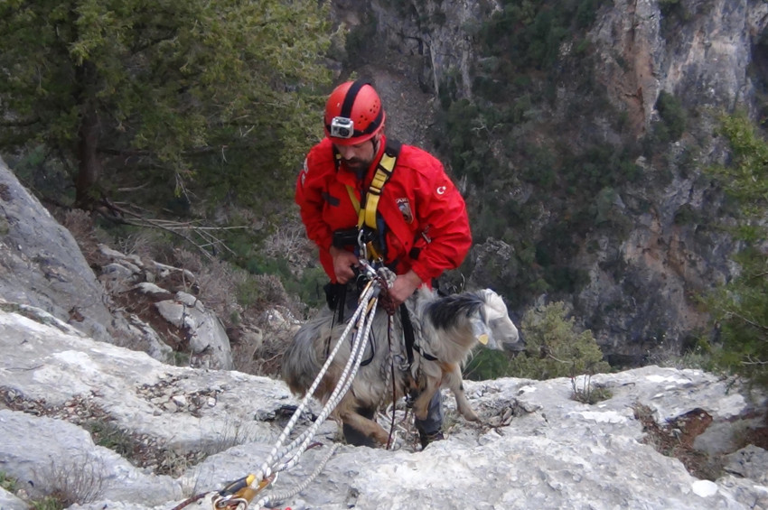 Kayalıklara sıkışan keçiyi AKUT kurtardı