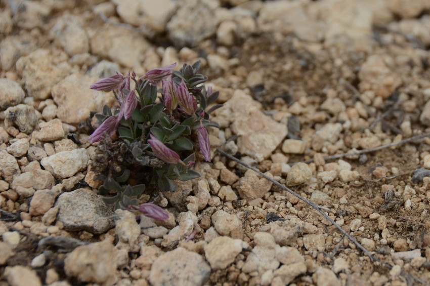 Keşfedilen yeni çiçeğe Aziz Sancarın ismi verildi