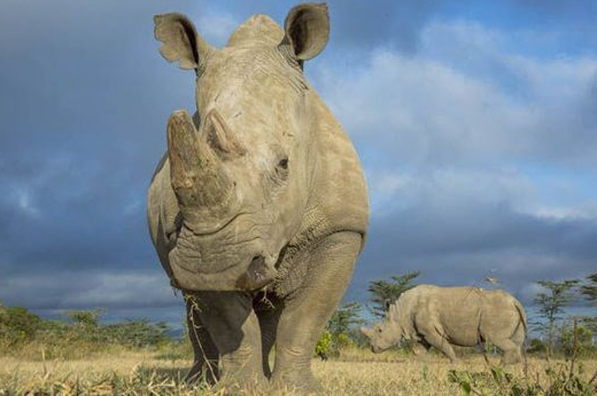 Türleri yok olma sınırındaki ilk 10 hayvan