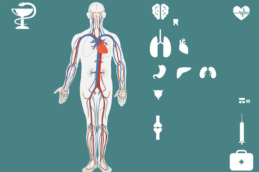İnsanda yeni organ keşfedildi: interstisyum