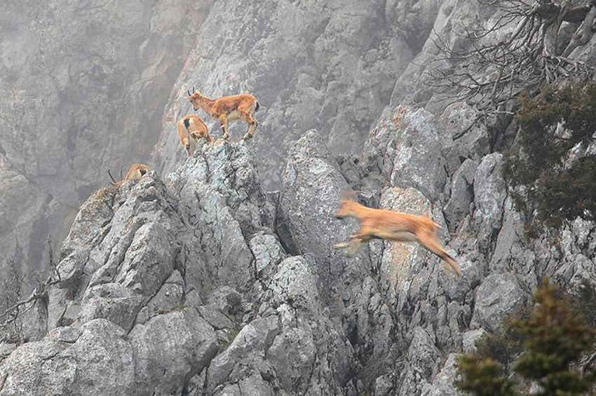 Toroslarda yaşayan dağ keçileri görüntülendi