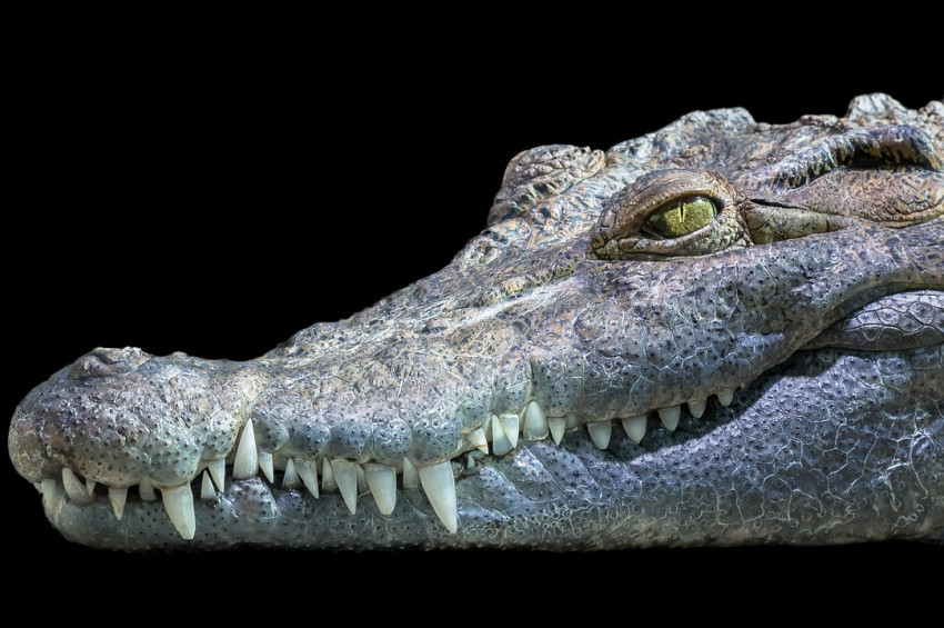 Kanalizasyondaki timsah korkuttu