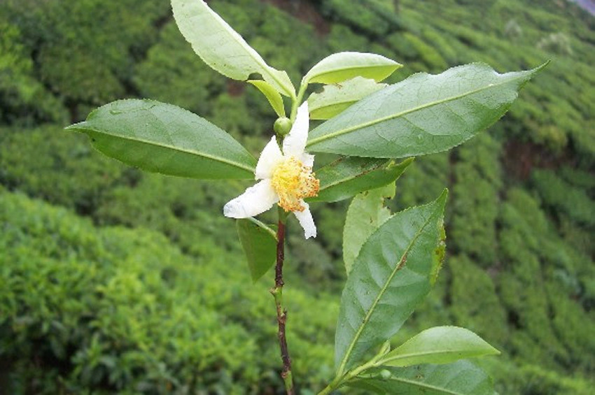 Yeşil çayı Parkinson hastalarına iyi gelebilir