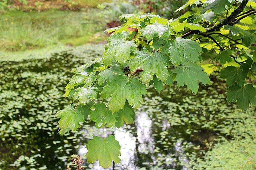 Çınar yaprağının antibiyotik özelliği var