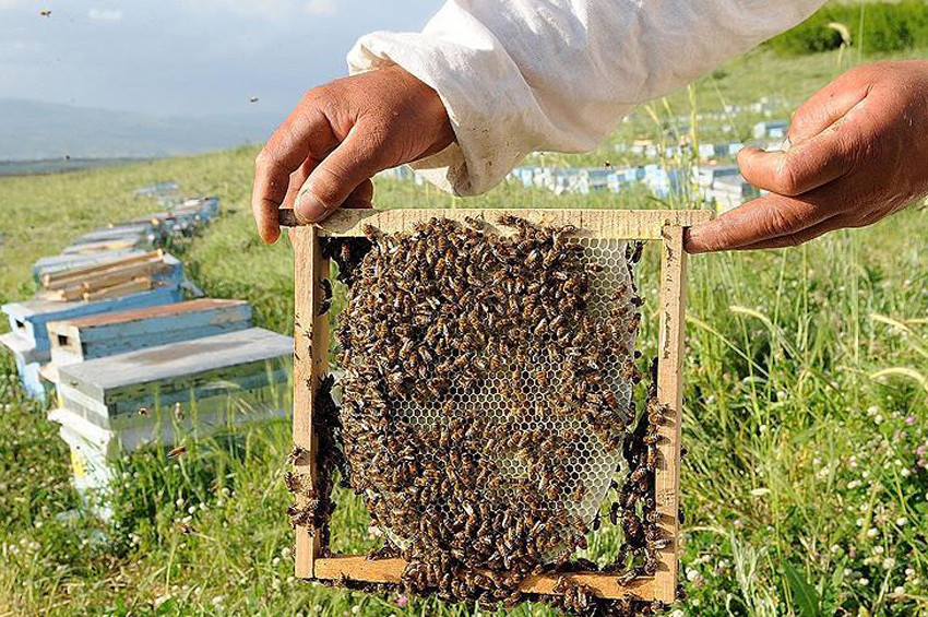 Propolis nasıl kullanılmalı? Kimler propolis kullanmamalı?