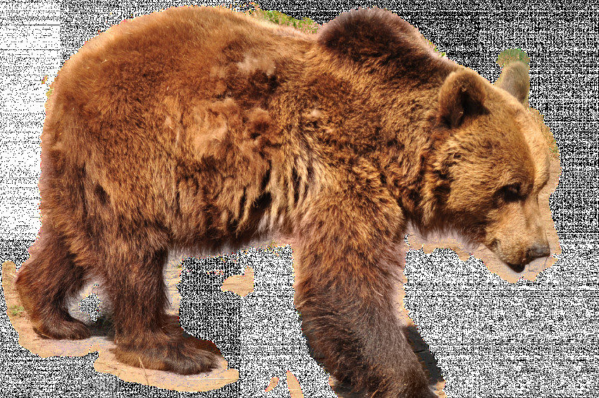 Ovakorusu Ayı Barınağı, ayı cenneti gibi