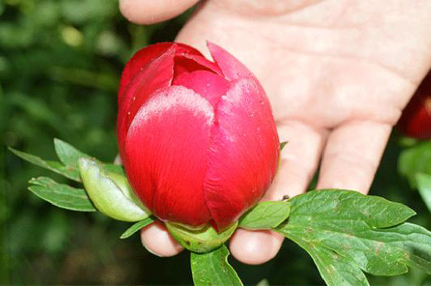 Ayı Gülü koparana 48 bin lira ceza veriliyor