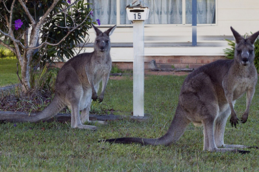 1 milyondan fazla kanguru öldürülebilir