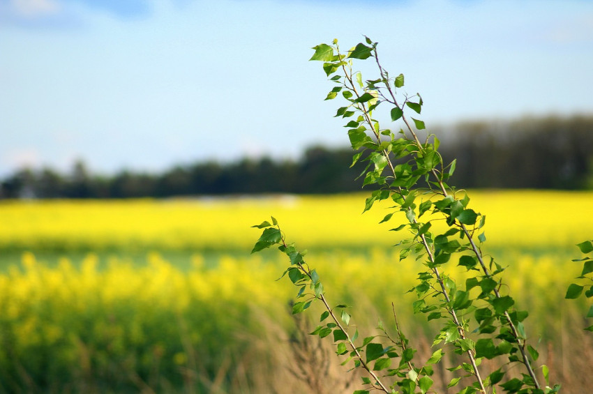 Sivasta köyüne dönmek isteyene arsa desteği