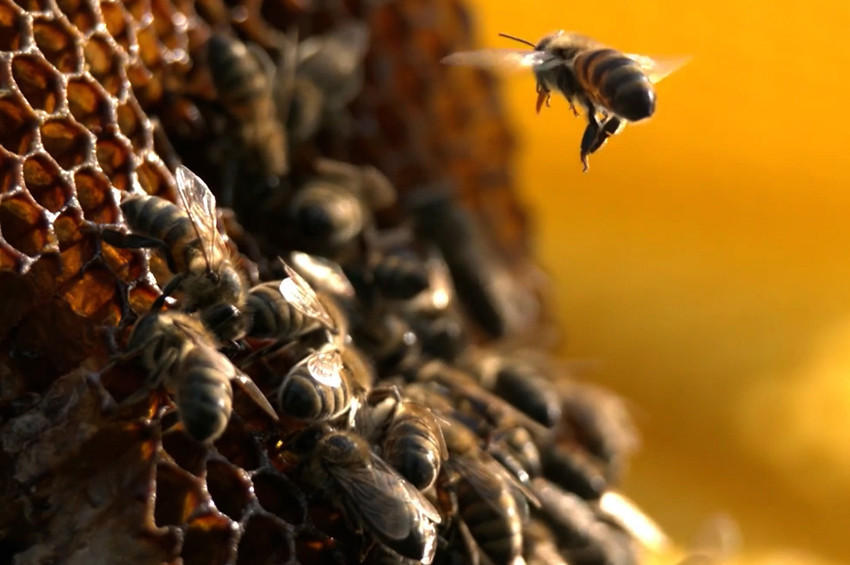 Arıyı Unutma kampanyası