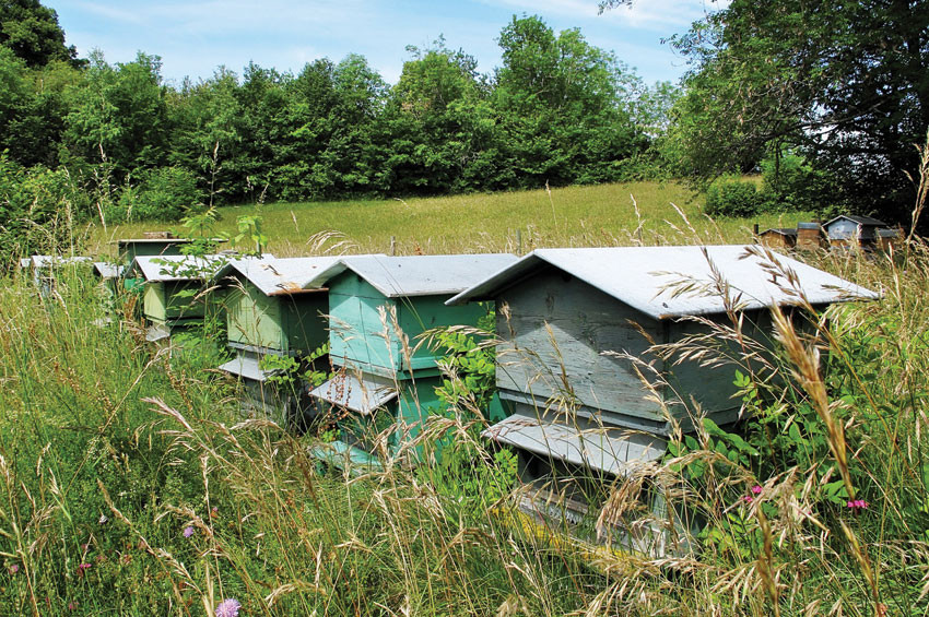 Nuxe arıları koruma projesine destek veriyor