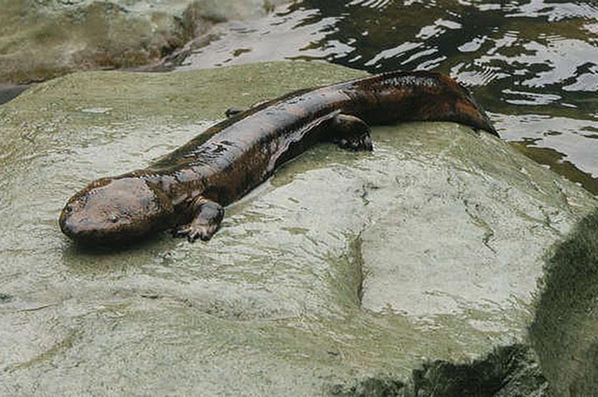 Dev semenderin soyu tükeniyor