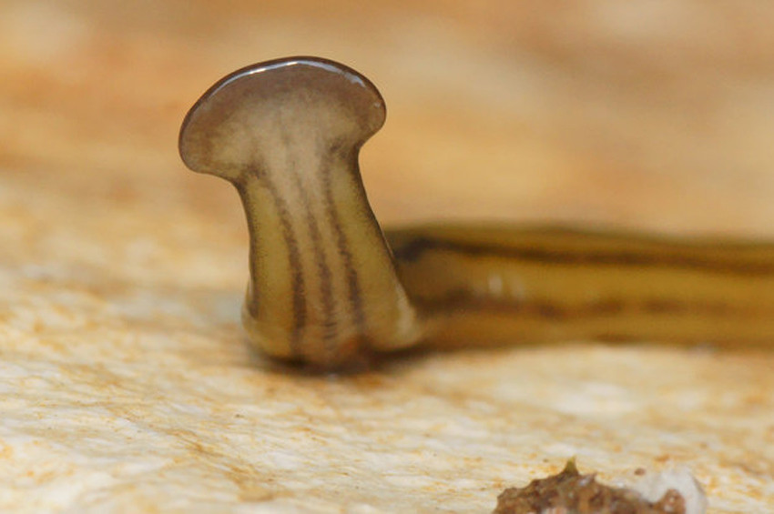 Çekiç başlı dev solucanlar, Fransayı istila etti