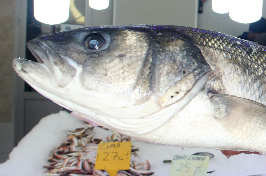 Balıkçılar 7 kiloluk levrek yakaladı