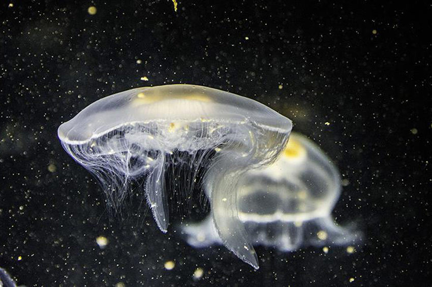Okyanus dibinde yeni canlı türleri bulundu