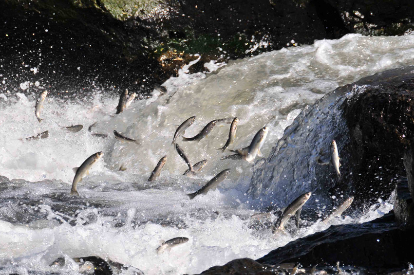 İnci kefalinin zorlu yolculuğu sürüyor