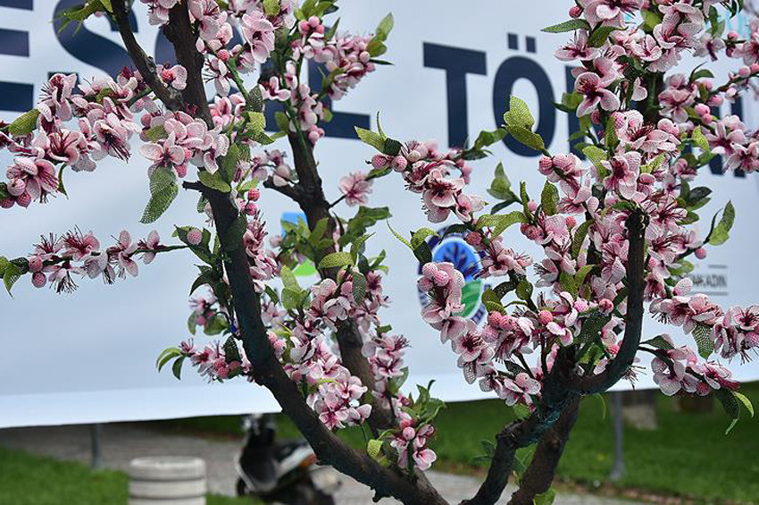 İğne oyalı şeftali ağacı Guinness rekorlar kitabında