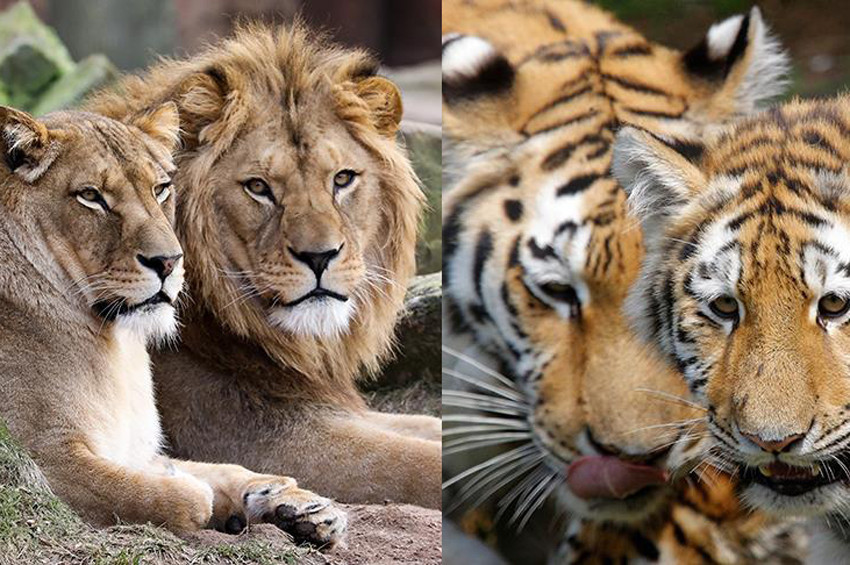 Firari vahşi hayvanlar Almanyaya korku saçtı