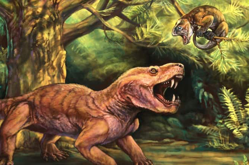 250 milyon yıllık yırtıcı hayvan fosilleri bulundu