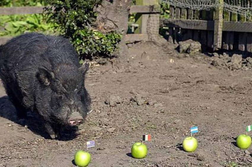 Kahin Domuz Marcusun yarı finalist ülkeleri