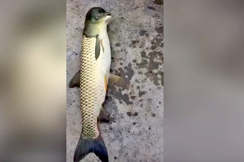 Çinde yarı kuş yarı balık canlı yakalandı