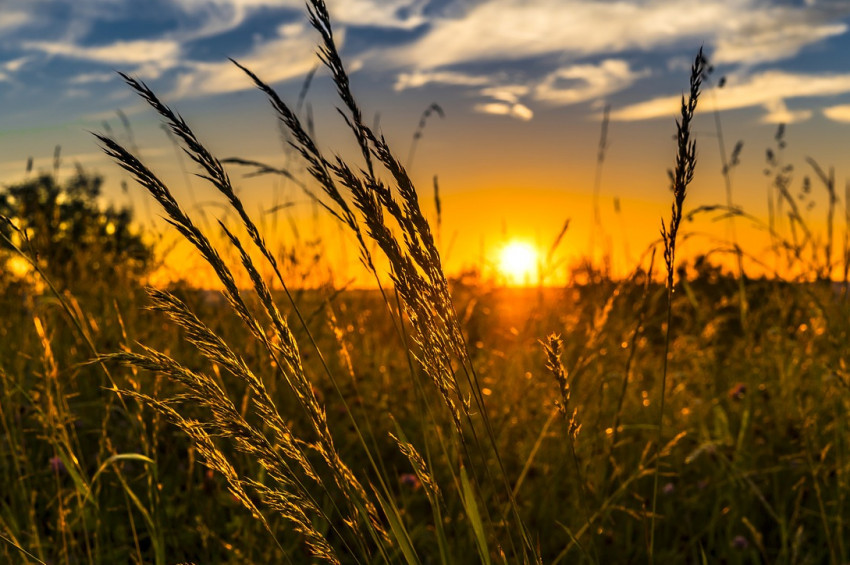 Tekirdağda buğday hasadı başladı