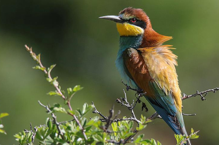 Yağışlar Van Gölü havzasında kuşlara yaradı