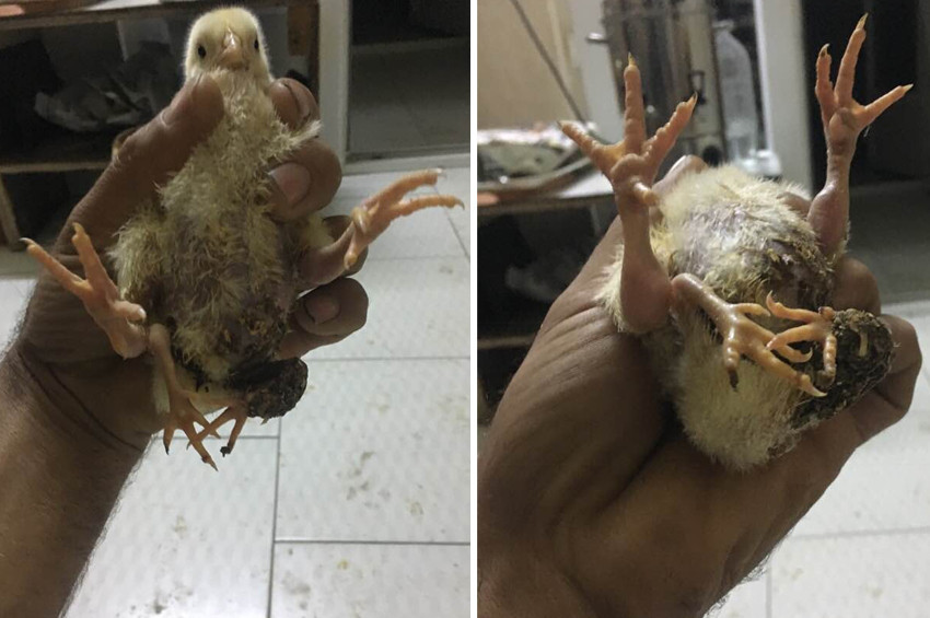 Denizlide yumurtadan 4 bacaklı civciv çıktı