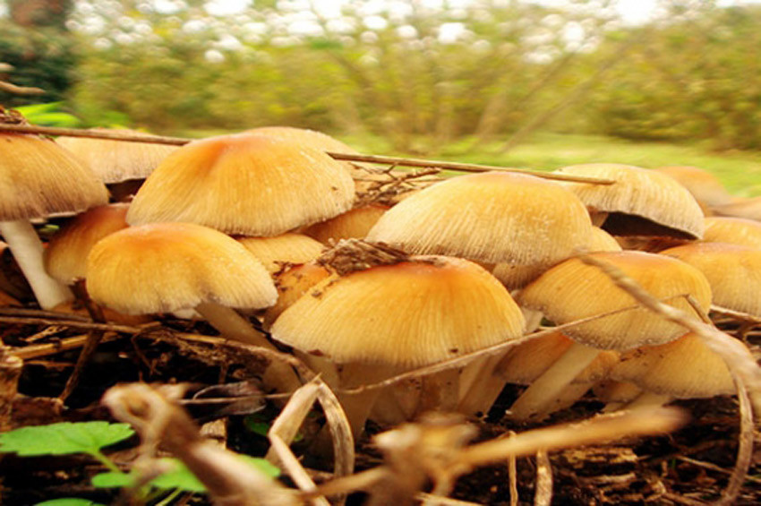 Mantar zehirlenmeleri konusunda uyarılar