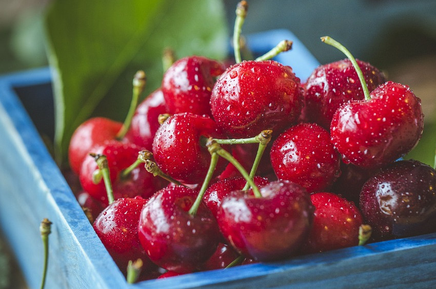 Tekirdağ Kiraz Festivali başladı