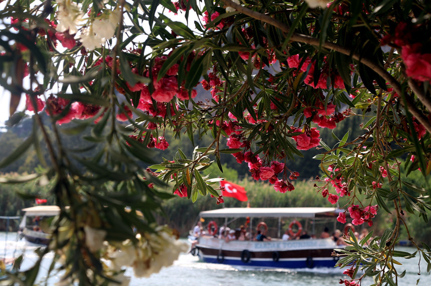 Dalyan, rengarenk zakkum çiçekleri ile bezendi